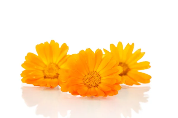 Calendula — Stock Photo, Image