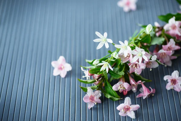 Weigel mooie roze bloemen — Stockfoto