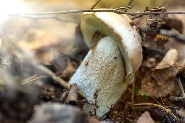 White mushroom in the forest — Stock Photo, Image