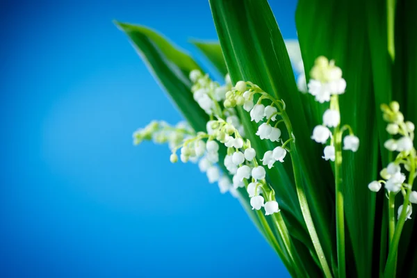 Lily of the valley — Stock Photo, Image