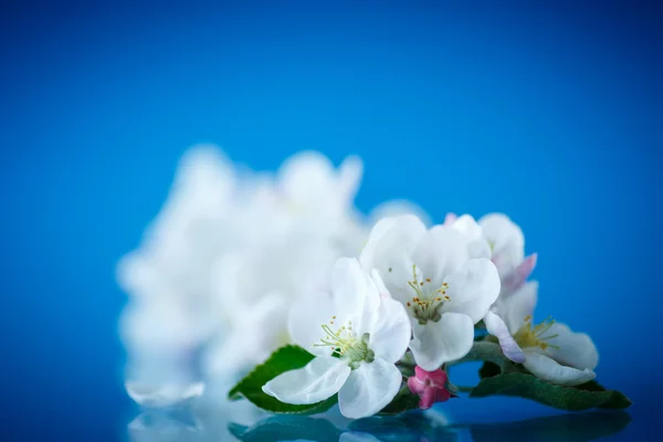 Belas flores de árvores de maçã — Fotografia de Stock