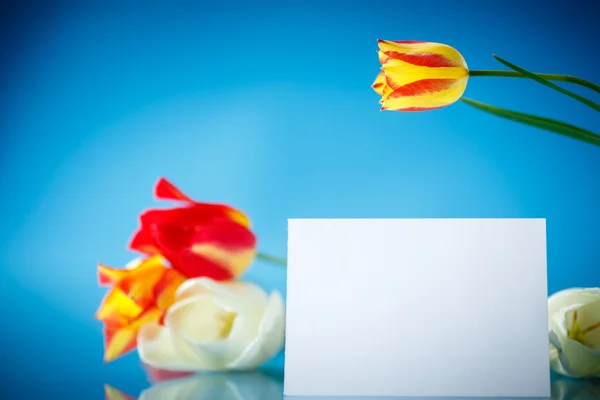 Bouquet of tulips with a blank — Stock Photo, Image