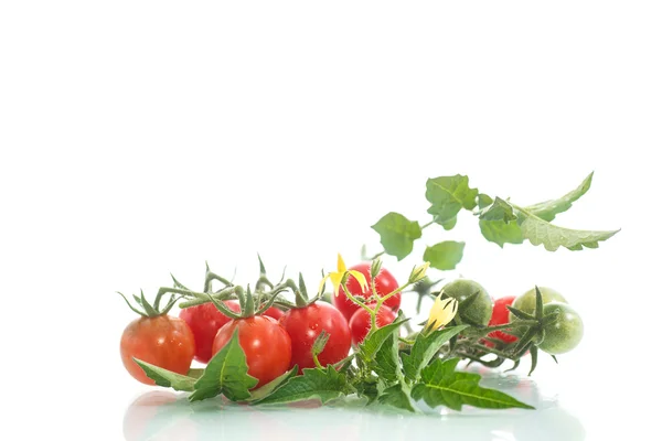 Tomates cereja orgânicos — Fotografia de Stock