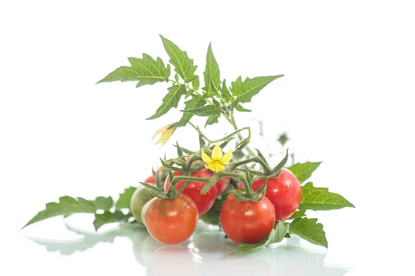 Tomates cereja orgânicos — Fotografia de Stock