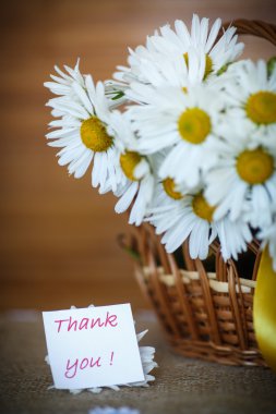 güzel beyaz papatyalardan buket