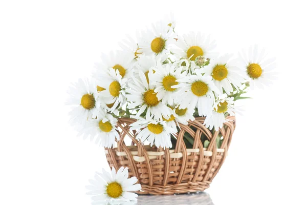 Krásnou kytici bílých sedmikrásek — Stock fotografie