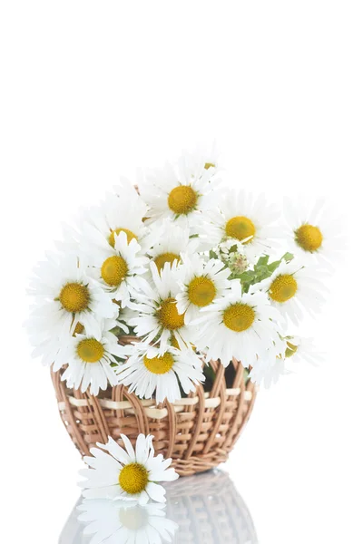 Krásnou kytici bílých sedmikrásek — Stock fotografie