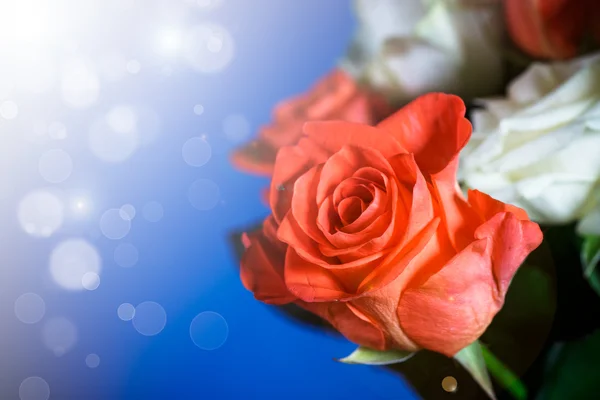 Strauß roter und weißer Rosen — Stockfoto