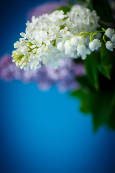 Bouquet di bella lilla viola — Foto Stock