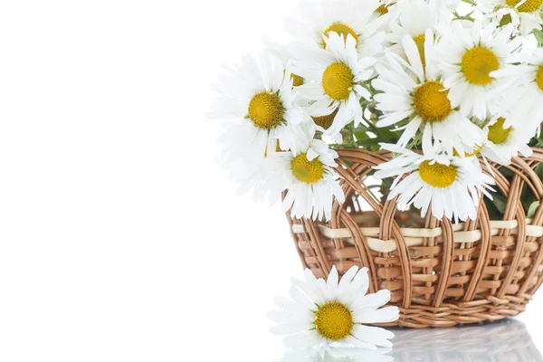 Beautiful bouquet of white daisies — Stock Photo, Image