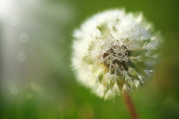 Dandelion in the dew in the sun — Stock Photo, Image