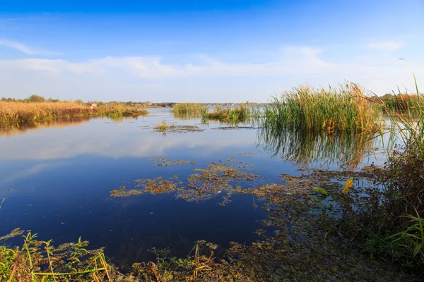 Sazlık ile güzel büyük göl — Stok fotoğraf