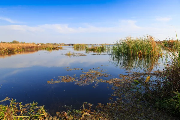 Hermoso lago grande con cañas —  Fotos de Stock