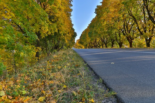 Yol Güz Stok Resim