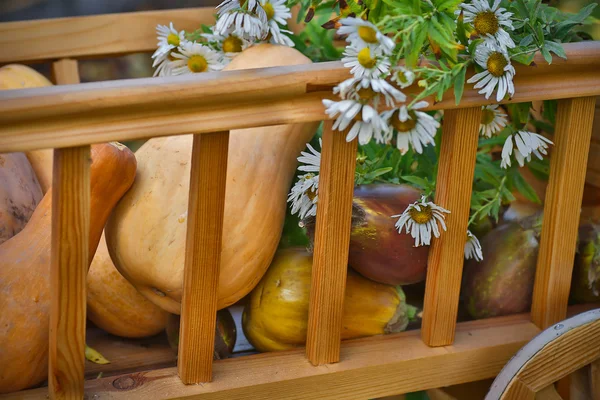 Oogst pompoenen in een houten kar — Stockfoto