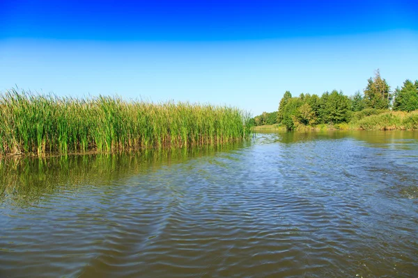 Mooi groot meer met rieten — Stockfoto