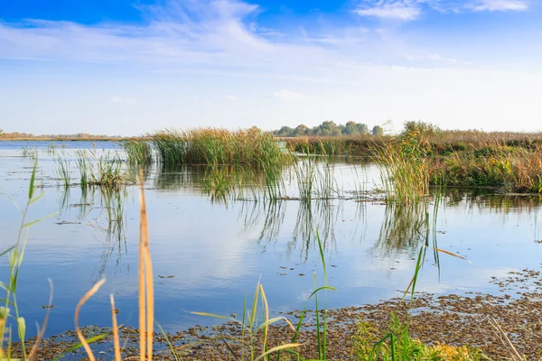 Mooi groot meer met rieten — Stockfoto