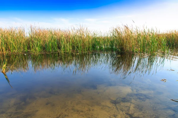 Красивое большое озеро с тростником — стоковое фото