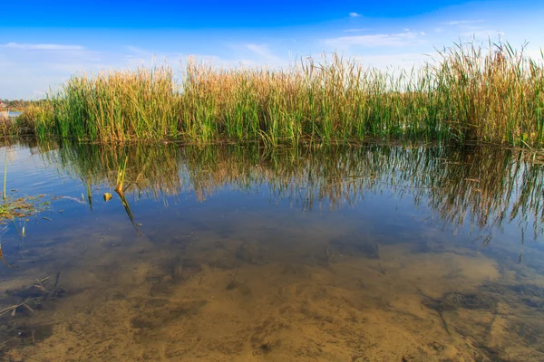 Mooi groot meer met rieten — Stockfoto