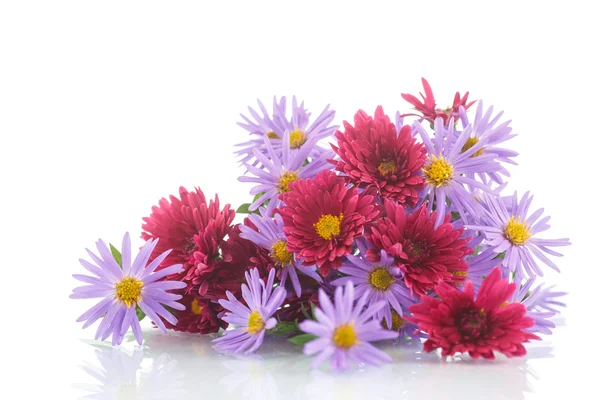 Boeket van lila chrysanten — Stockfoto