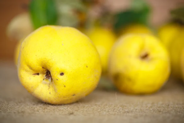 Quince. —  Fotos de Stock