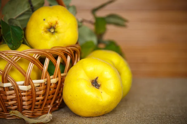 Quince. — Foto de Stock