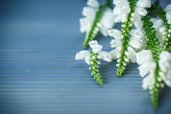 可爱的白花 — 图库照片