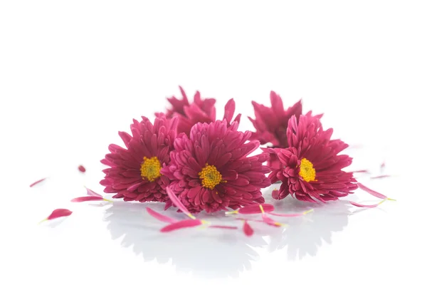 Strauß roter Chrysanthemen — Stockfoto