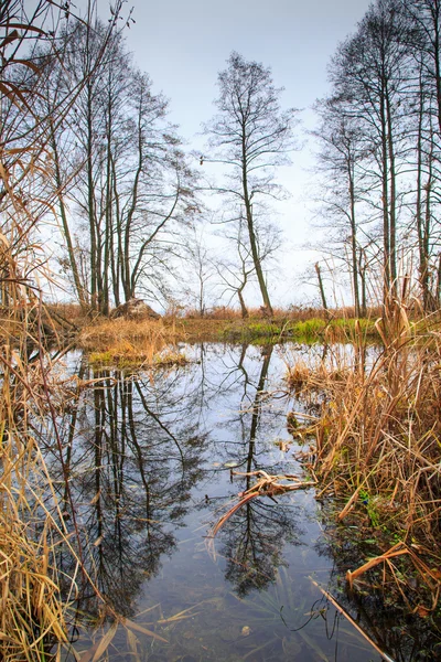 Отражение деревьев в воде — стоковое фото