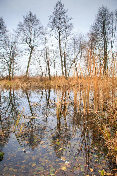 Reflexión de los árboles en el agua — Foto de Stock