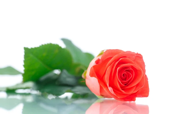 Rose red — Stock Photo, Image
