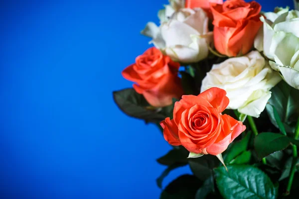 Rose red — Stock Photo, Image