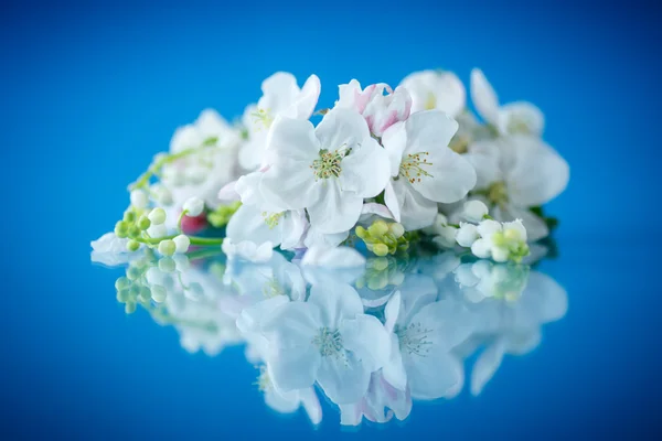 Vacker vår blommor apple — Stockfoto