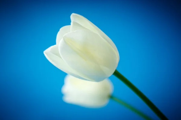 Krásné bílé tulipány — Stock fotografie