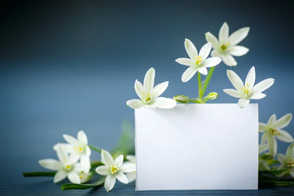 Belas flores brancas com um branco — Fotografia de Stock