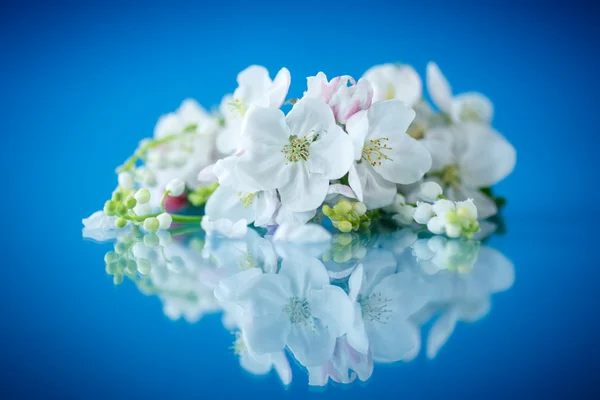 美しい春の花アップル ストック画像