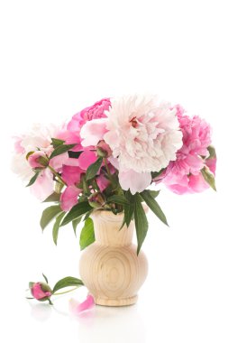 güzel çiçek açan peonies