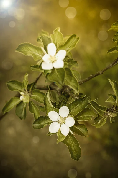 Flores brancas árvores de maçã — Fotografia de Stock