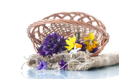 Bahar çiçek açan sümbül 