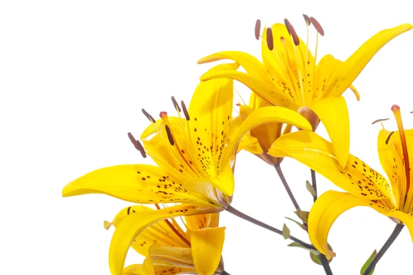 Mooie bloeiende lily — Stockfoto