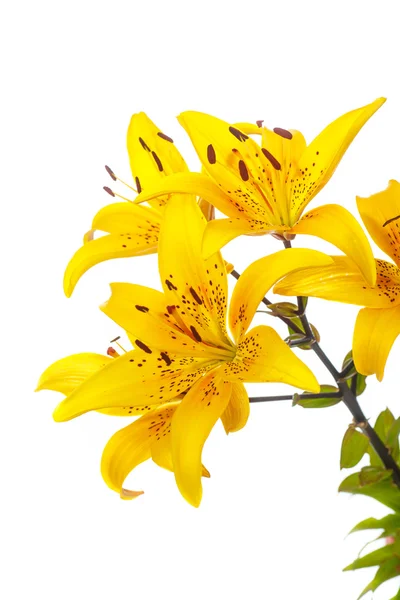 Mooie bloeiende lily — Stockfoto