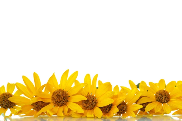 Yellow daisy — Stock Photo, Image