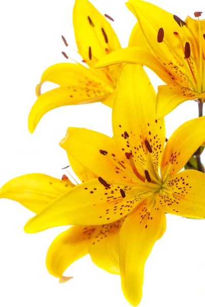 Прекрасная цветущая лилия — стоковое фото