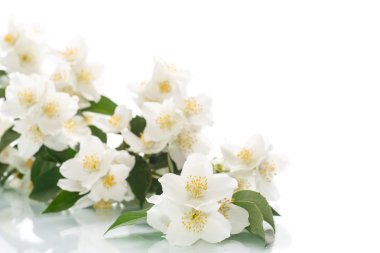 yasemin beyaz çiçek