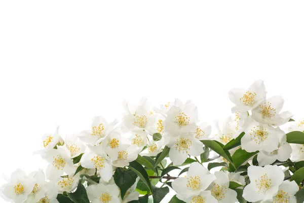 Jasmine white flower — Stock Photo, Image