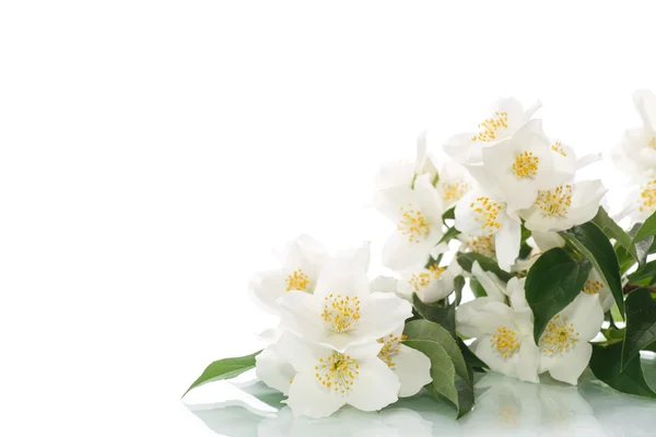 Jasmin weiße Blume — Stockfoto