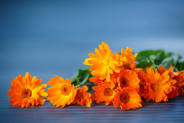 Calendula — Stockfoto