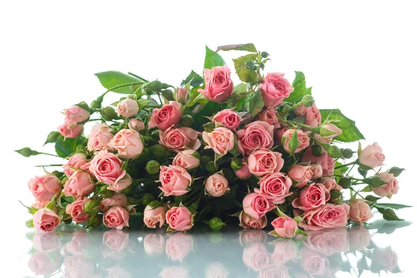 Pink roses — Stock Photo, Image