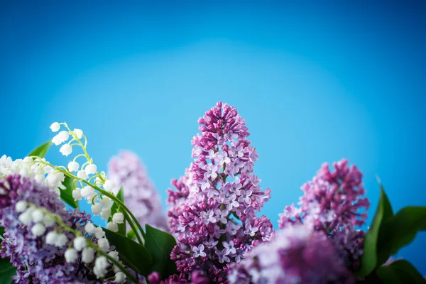 Bukett med nydelig lilla syrin – stockfoto