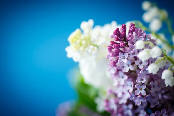 Bouquet of beautiful purple lilac — Stock Photo, Image